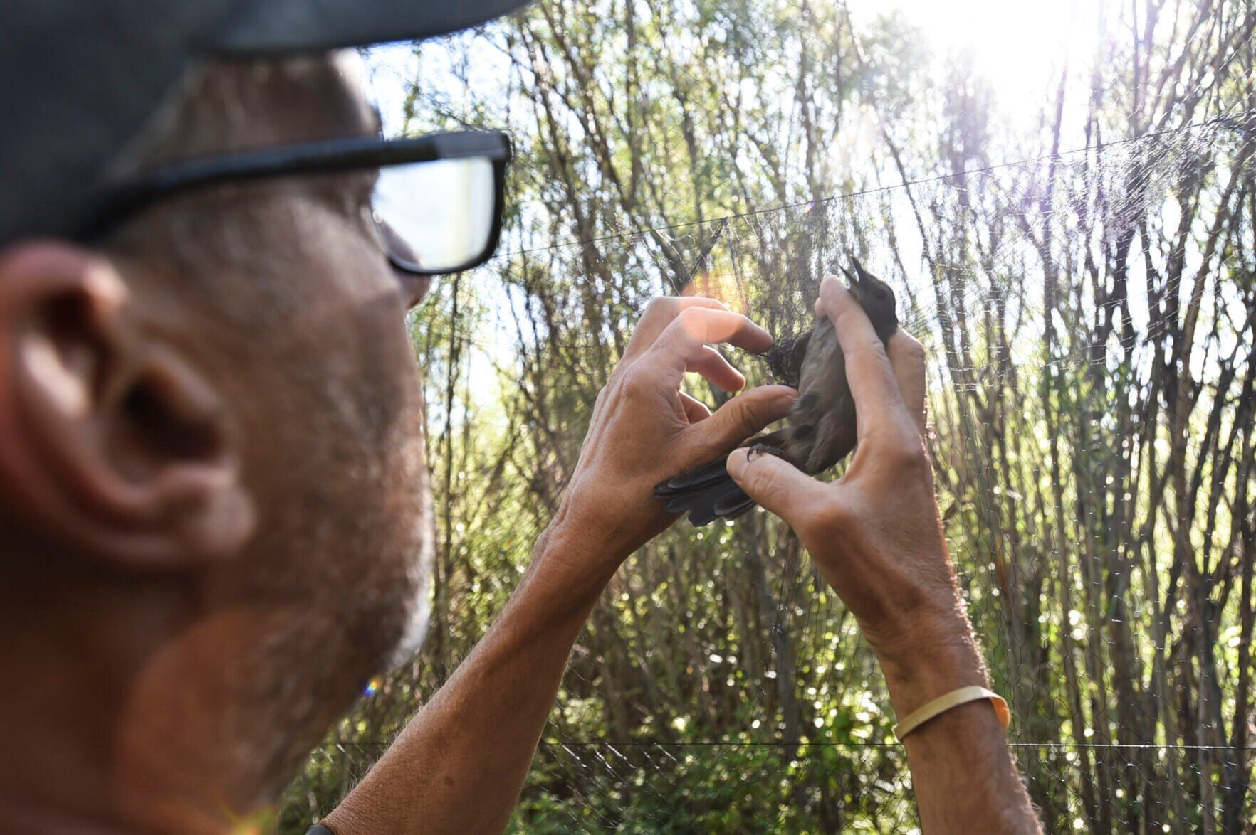MAPS Bird Banding at Spring Meadow